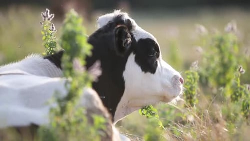 Domestic Cow Grazing on Farm Pasture with Green Grass