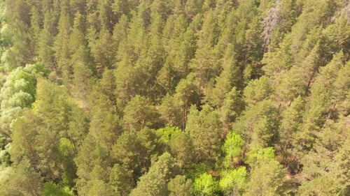 Spring Forest