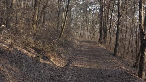Slow flight over the path in the woods 4K aerial video