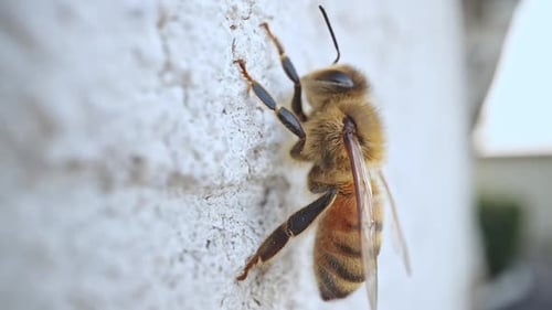 Honey bee on a wall as it rests in macro view