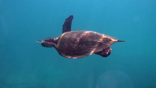 Hawksbill Sea Turtle Swimming in Open Water