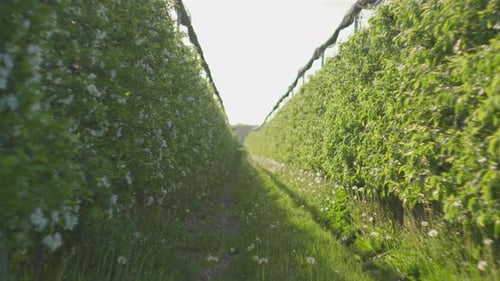 Beaucoup de pommiers en fleurs au printemps