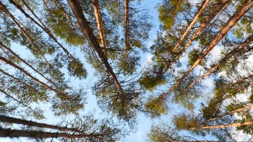 Tall Pine Trees in the Forest
