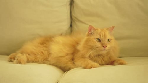 Fluffy Orange Cat Relaxing on Light Sofa