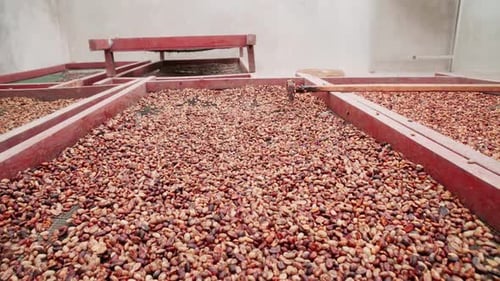 Drying Coffee Berries Indoors