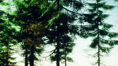 Green Cone Trees in Bright Sun Light