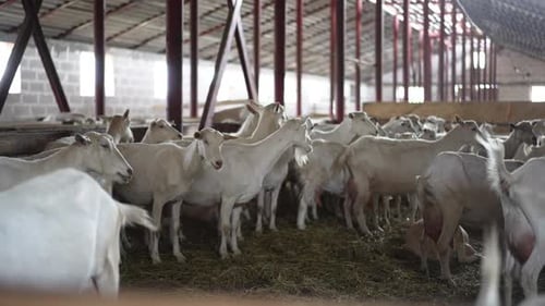 Goats Resting on Hay in Farm Building