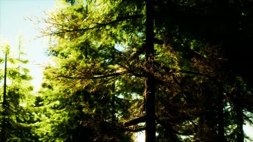 Green Cone Trees in Bright Sun Light