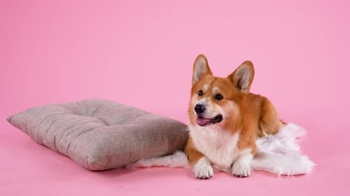 Alert Corgi Dog Lying Near Pillow
