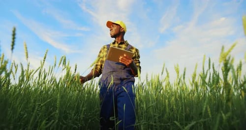 Farmer Uses Tablet in Agricultural Crop Field