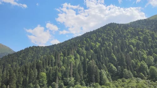 Natur im Kiefernwald