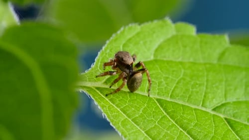 Adorable Jumping Spider Walking And Looking Curious on Green Leaf