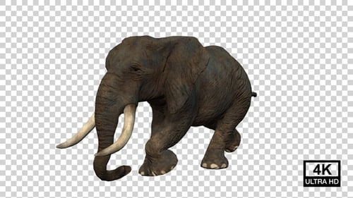Elephant Runing Angle View