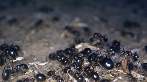 Swarm of Black Ants Gathering on the Ground