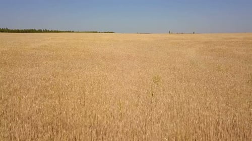 Wheat Field