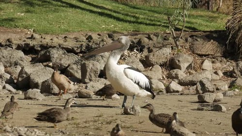 Pelican Standing Tall With Ducks at Waters Edge