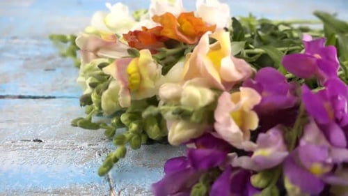Colorful Snapdragon Flowers Falling on Light Blue Table