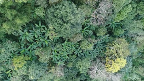 Top View Of Forest