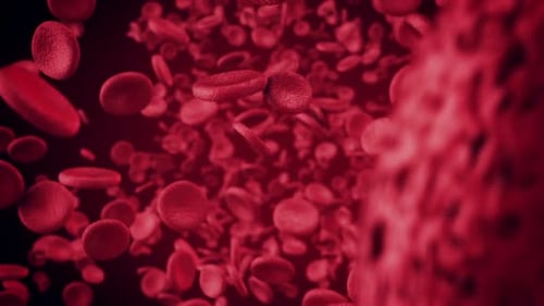 Red Blood Cells Flowing in Human Bloodstream Animation