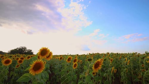 Scenic Sunflower Field at Golden Hour