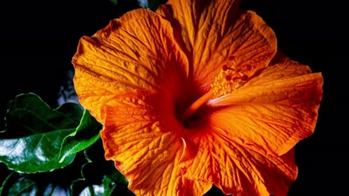 Orange Hibiscus Flower Blooming in Time Lapse