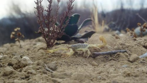 Yellow scorpion crawling on sand with twigs and pebbles around it