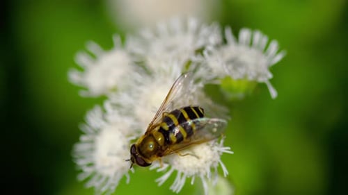 Fly on a White Flower in Extreme Close Up