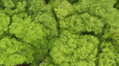 Wald 07