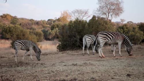 A small herd of zebra is grazing in Africa