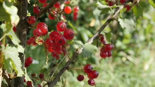 De nombreux morceaux de fruits juteux de Ribes rubrum, naturels et peu profonds, DOF 4K 2160p, 30fps, images par seconde, UltraHD,