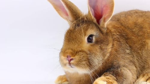 Close-up of Light Brown Rabbit on White Background
