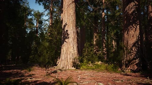 Famous Sequoia Park and Giant Sequoia Tree at Sunset