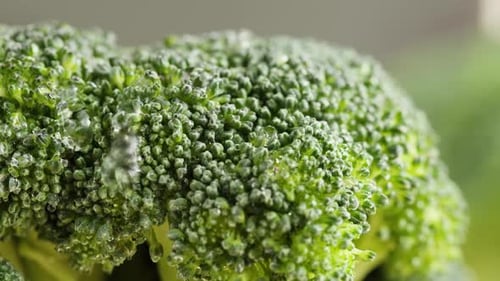 Broccoli Closeup Fresh Green Broccoli and Water Drops Vitamins Raw Food and Vegetarian Lifestyle
