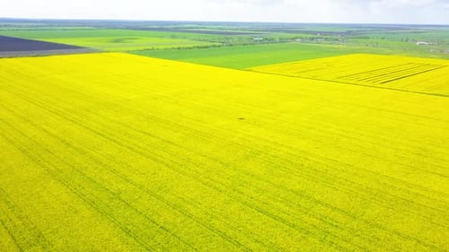 Aerial View of Colza Flowers Field and Blue Sky with Clouds