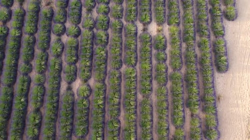 Lavender Cultivation Field Aerial View