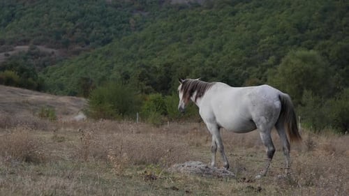 Pferd grast auf dem trockenen Rasen Zeitlupe