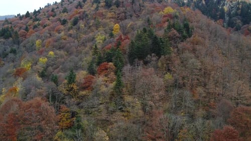 Autumn Mountain Forest Aerial View