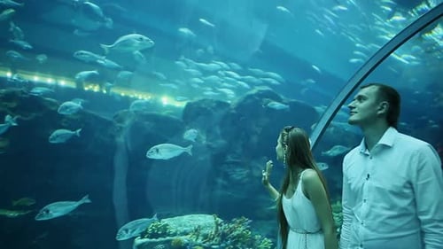 Guy and Girl Walk on an Underwater Aquarium