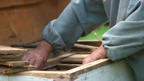 Hands of Beekeeper Keep Frame From the Hive