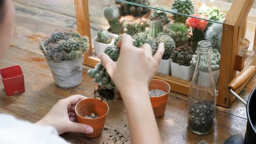 Hands preparing Cactus for planting in small pots
