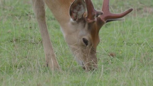 Deer Grazing in a Green Grassy Field