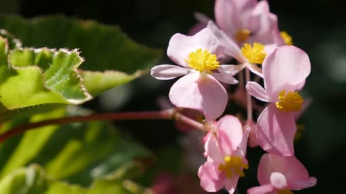 Begonia semperflorens-cultorum minuscules boutons de fleurs roses dans le jardin naturel 4K 3840X2160 30fps Ult