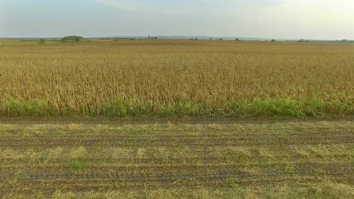 Agriculture - Flying Over Wheat