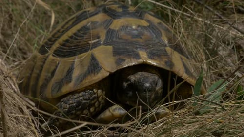 Turtle in nature 4K UHD 2160p close up footage - Tortoise natural outdoor 3840X2160 UHD video
