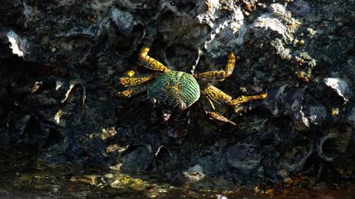 Crab on the Rock at the Beach