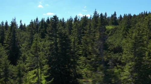 Wald mit Bäumen an sonnigem Sommertag - Luftaufnahme