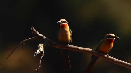 White fronted Bee eater in Kruger National park, South Africa ; Specie