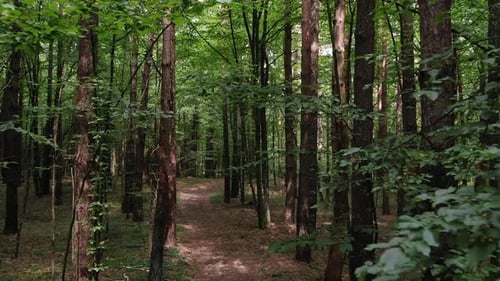 Aerial View Tracking Through Dense Green Forestry During Daylight