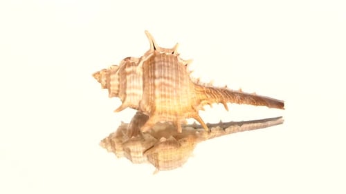 Coquillage épineux sur fond blanc, rotation, réflexion