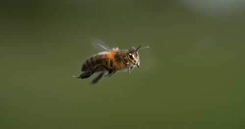 |European Honey Bee, apis mellifera, black Bee in Flight, Normandy, Slow motion 4K